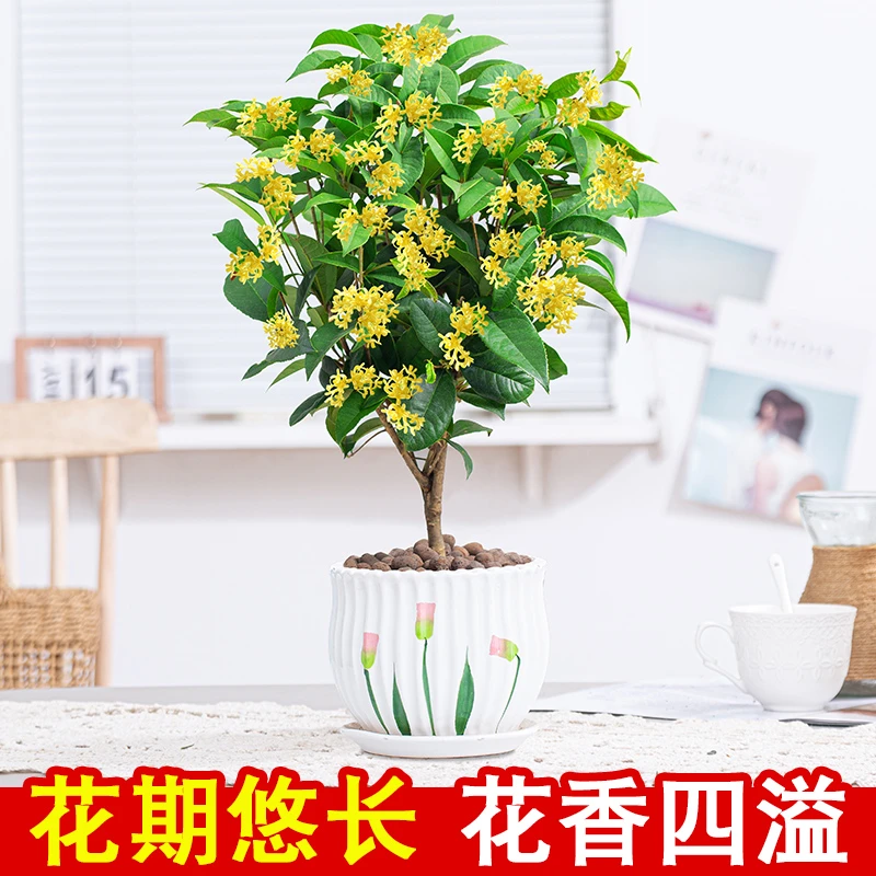 桂花盆栽树苗四季桂开花浓香型阳台客厅卧室好养花卉老桩造型绿植