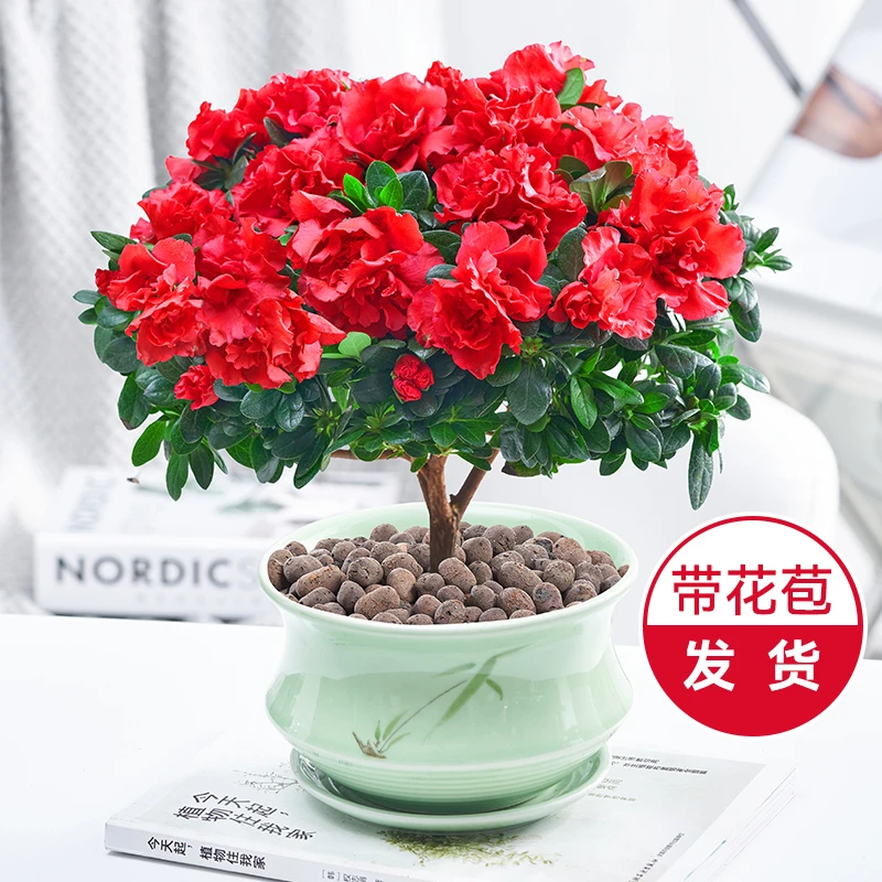 杜鹃花盆栽四季开花带花苞发货室内客厅办公桌面好养易活花卉