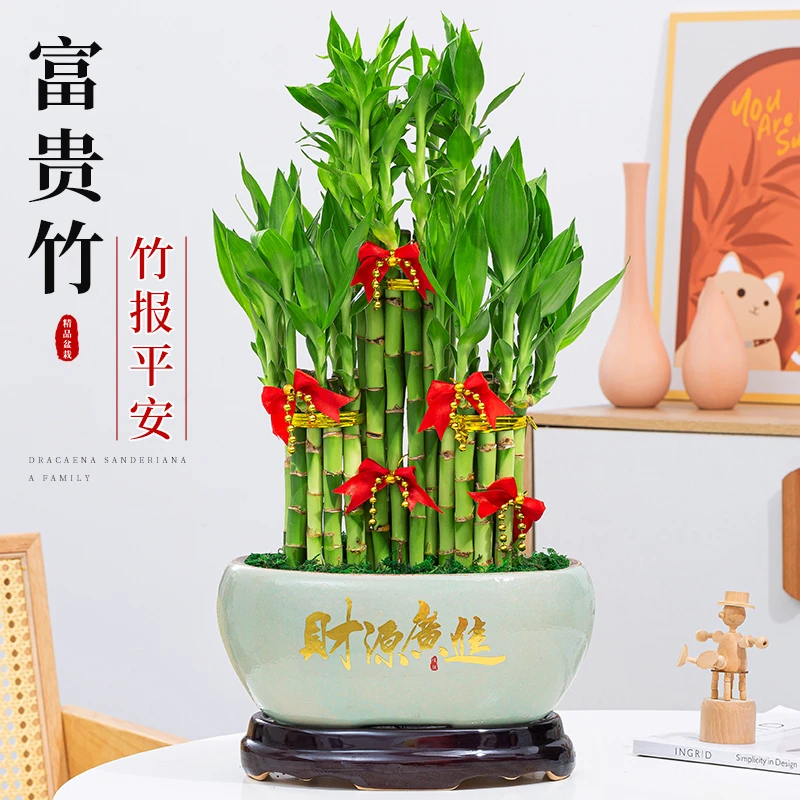 富贵竹节节高盆栽水培土培植物室内客厅净化空气好养招财绿植