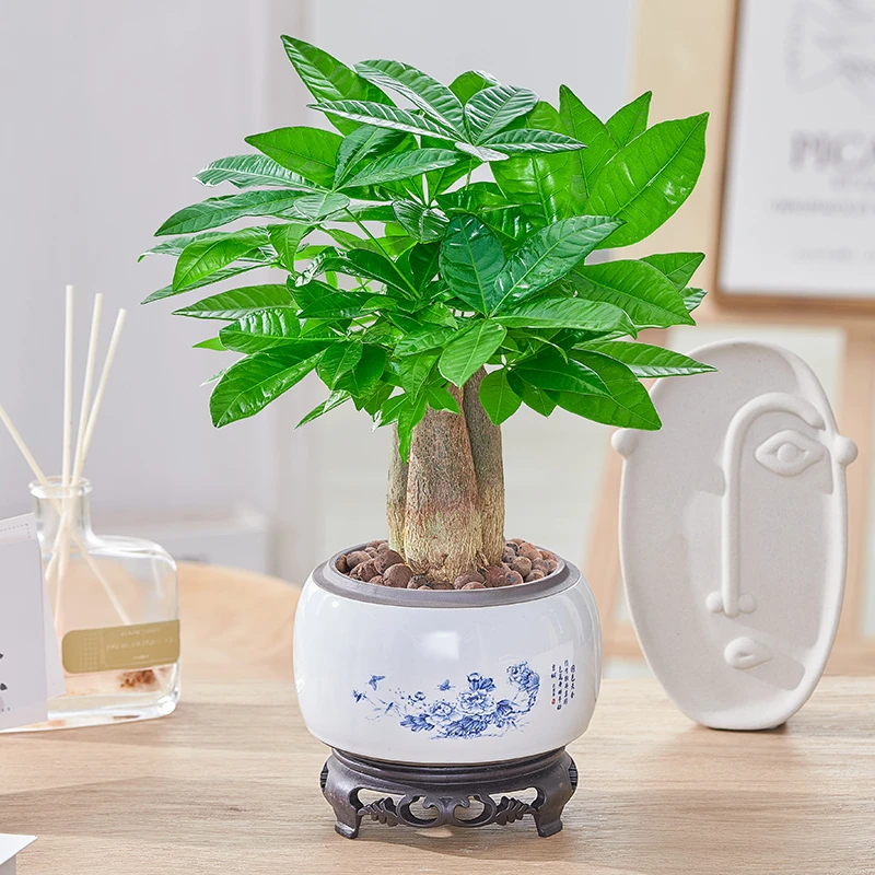 发财树盆栽室内植物招财客厅办公室桌面绿植四季好养活开业送礼