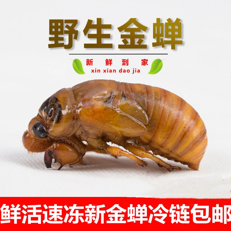 2025新鲜金知了活体速冻河南爬叉猴蝉蛹节流龟唐曾肉顺丰冷链包邮