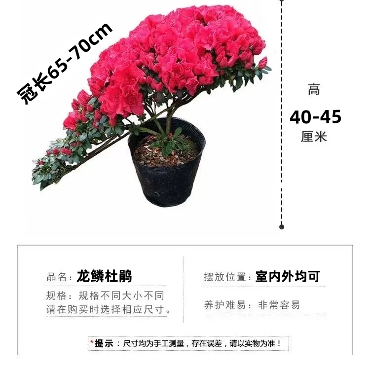 龙年系列 龙鳞杜鹃花一帆风顺精品杜鹃65-70cm室内外高档盆栽