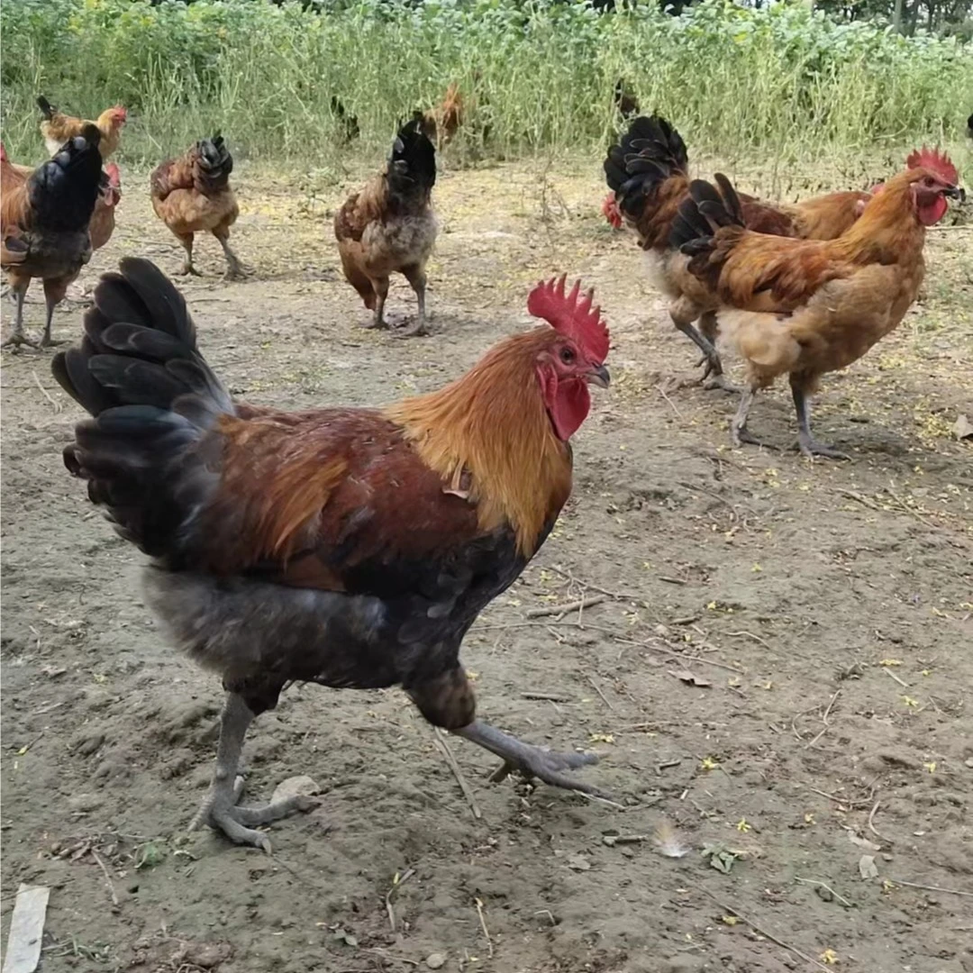 【散养老公鸡】正宗农村老公鸡现杀新鲜鸡肉土鸡柴鸡走地鸡