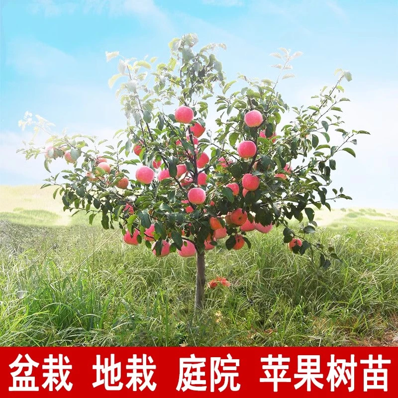 苹果树苗盆栽南方北方种植地栽冰糖心苹果苗活苗矮化果树当年结果