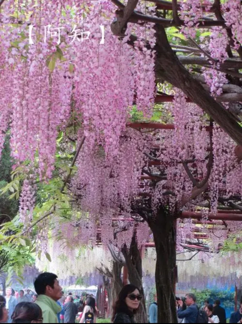 日系阿知粉色紫藤（一物一拍，仅供付米）