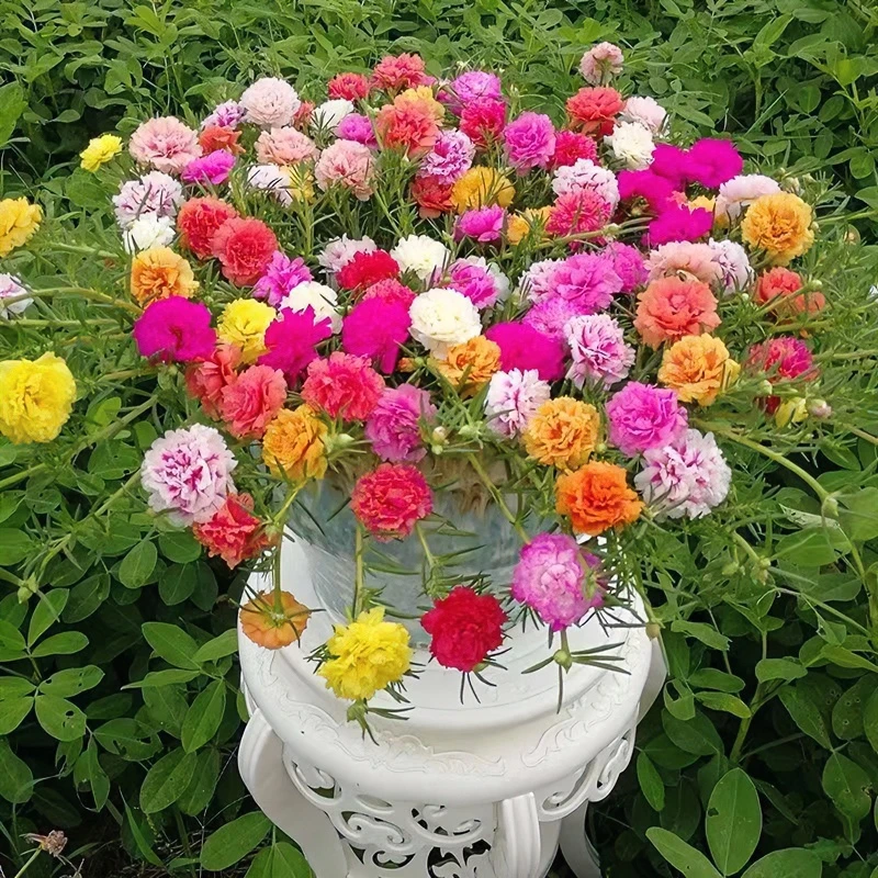 桌面绿植太阳花重瓣好养活绿植室内阳台摆放绿植水培土培绿植