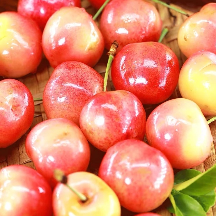 智利进口雷尼尔黄车2J