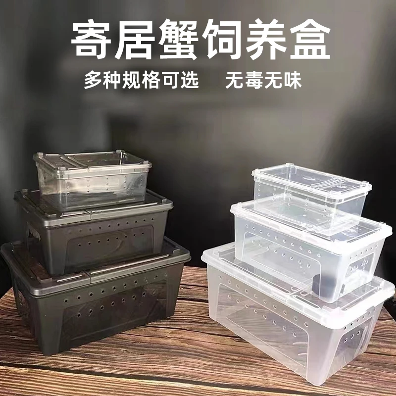 陆生寄居蟹无毒规格饲养套装活体观赏蟹懒人桌面宠物