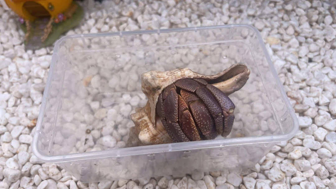 巨短饲养饲养盒套餐