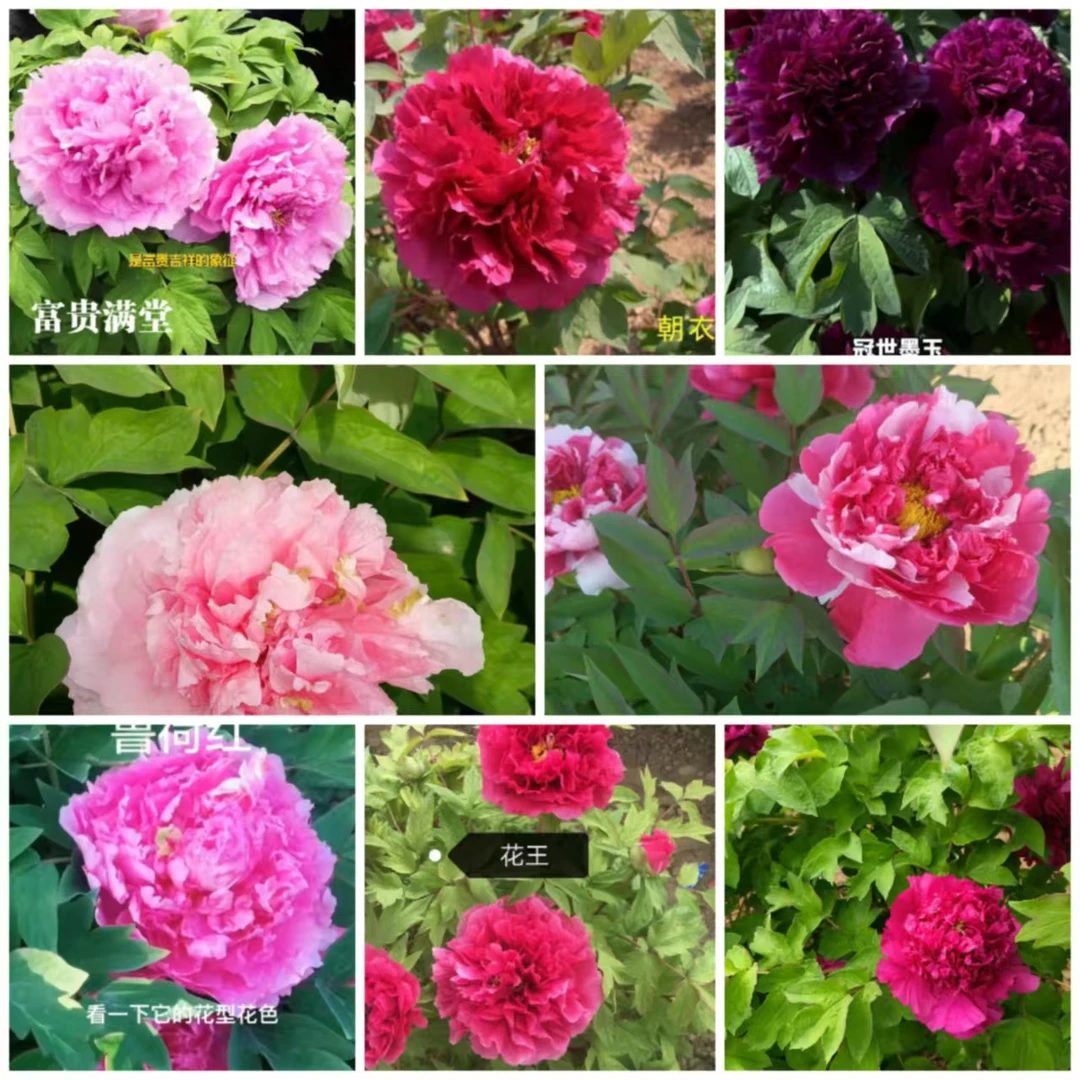 红白粉牡丹花苗栽种植紫红色菏泽直发