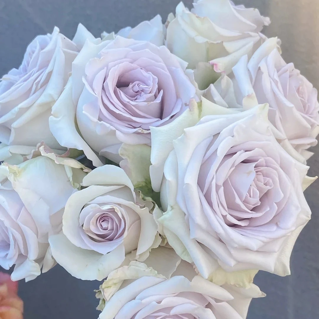 海洋之谜 切花月季四季开花