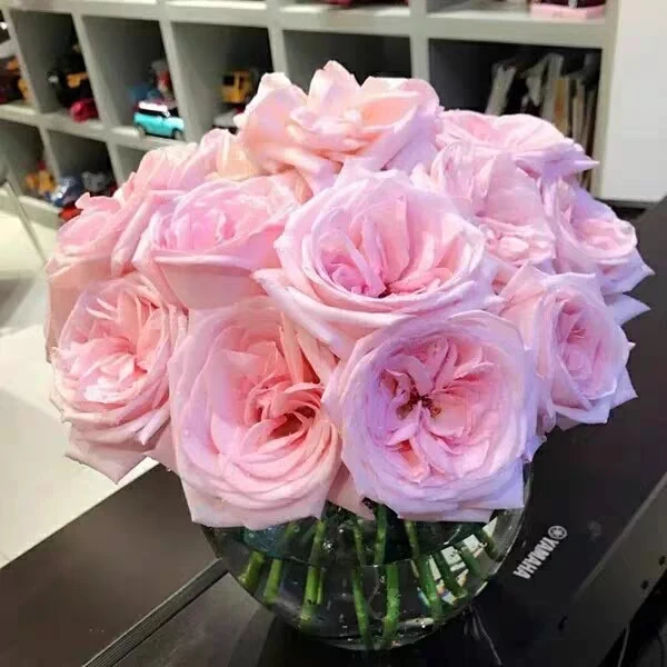 粉荔枝月季 大花浓香 荔枝果香味花苗切花月季