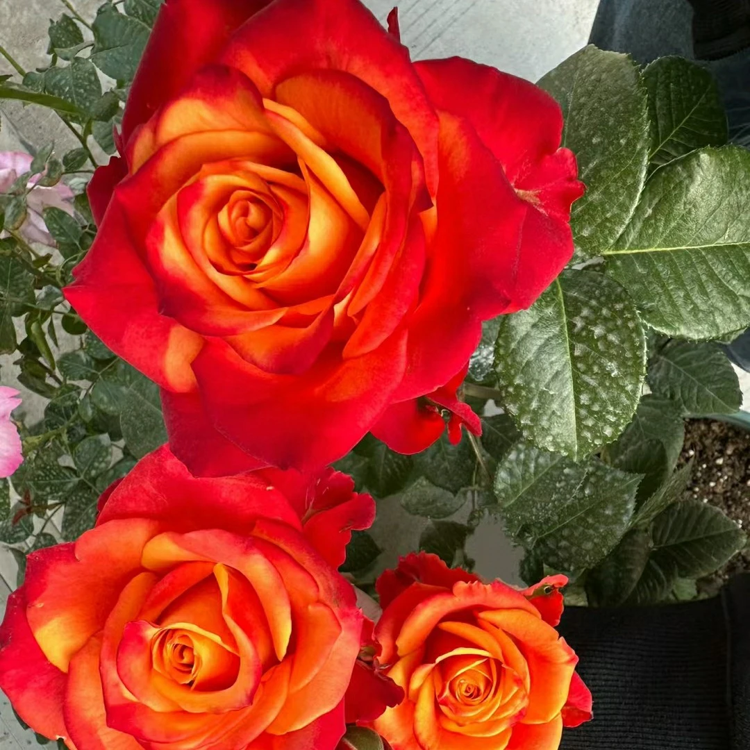 切花火焰月季花苗四季开花大花勤花耐开阳台庭院盆栽灌木