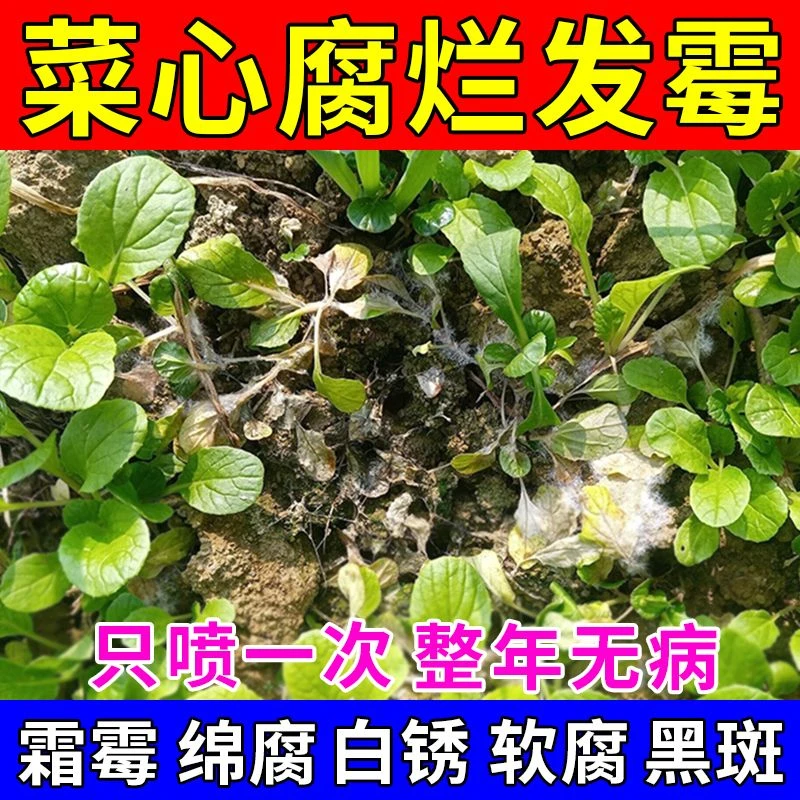 菜心防烂软腐病专用菜心病全管黄叶烂根病毒霜霉菌核病害专用肥料
