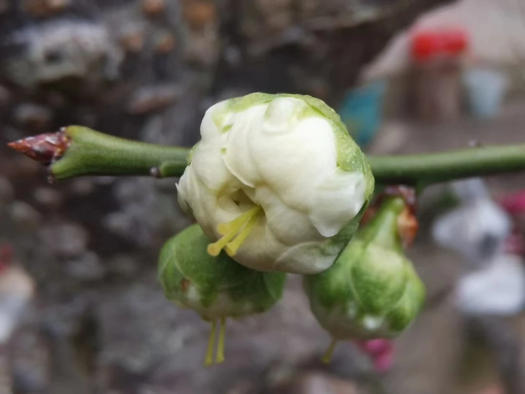 梅花老桩盆栽徽梅