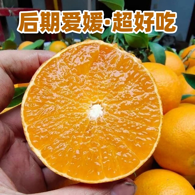 超好吃【后期爱媛】四川爱媛38号果冻橙应季水果新鲜现摘爱媛橙整箱