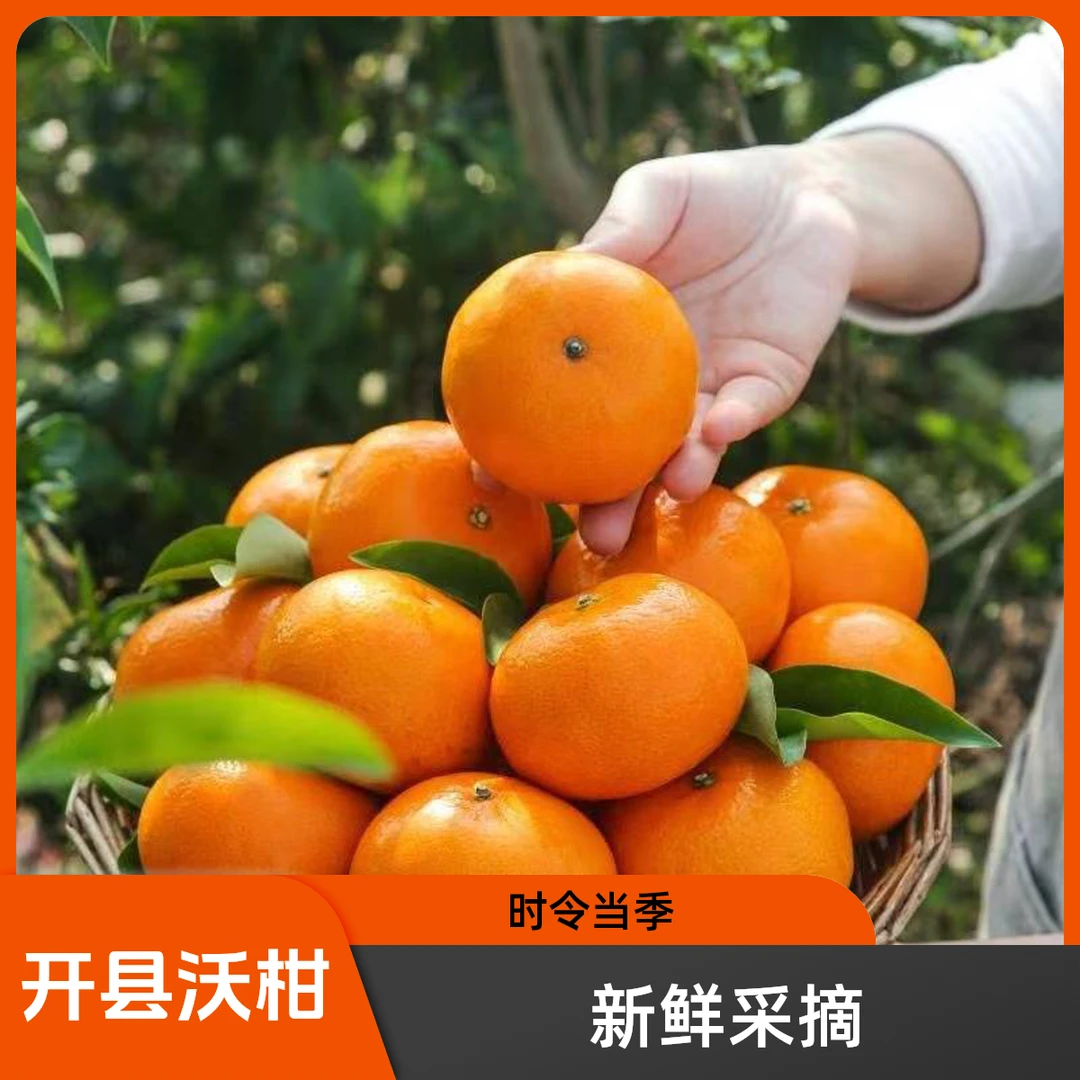 【高山沃柑】开县春橙新鲜微酸沃柑现摘当季水果采摘果园基地直供