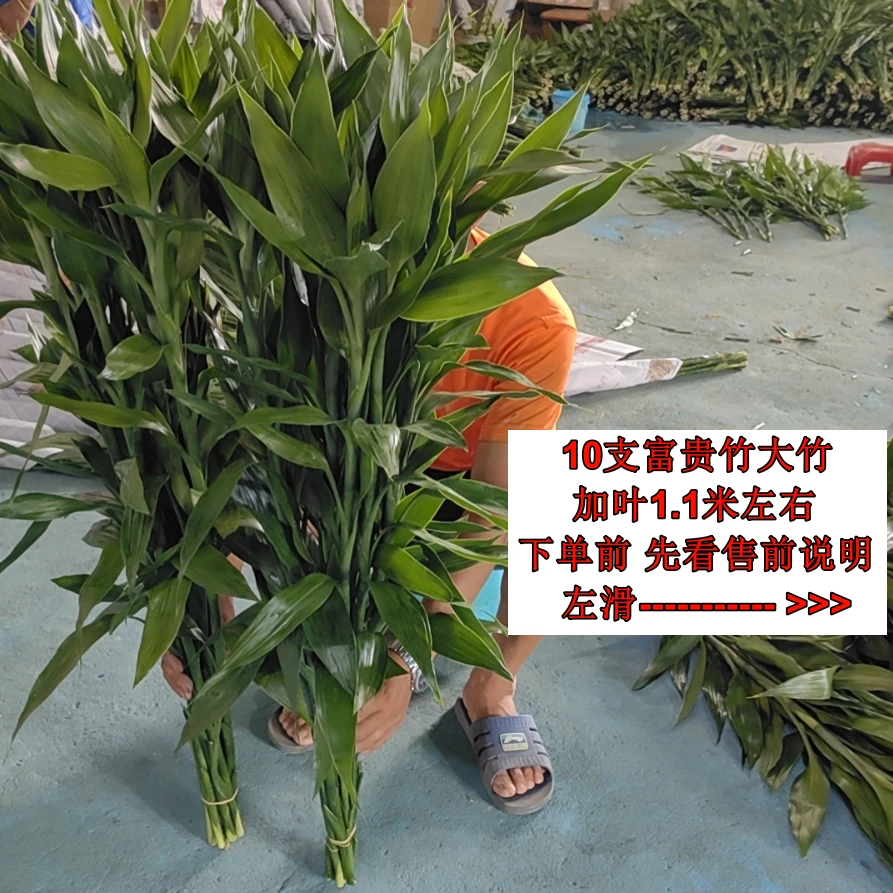 [一米以上 青皮大叶富贵竹]无根发货海南直发100cm以上