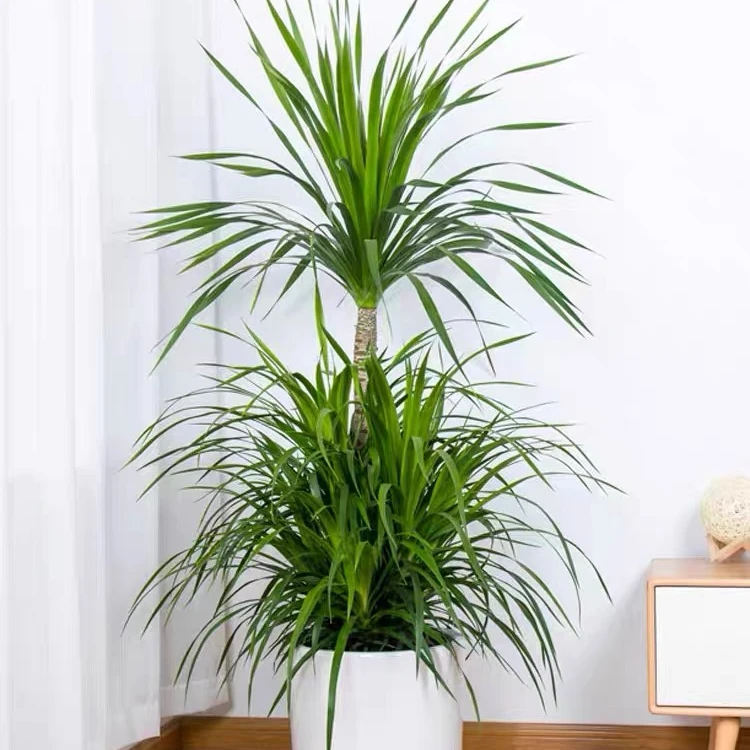 大型龙血树客厅绿植室内吸甲醛办公室四季常青阳台植物好养活盆栽