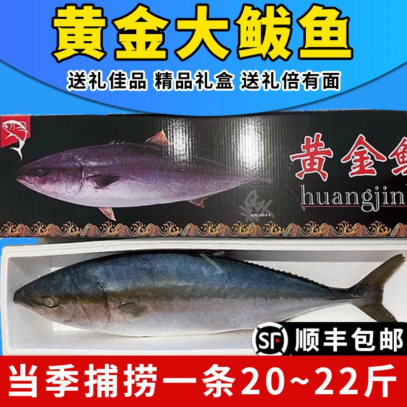 【顺丰包邮】山东新鲜深海黄金大鲅鱼整条12斤-26斤礼盒装