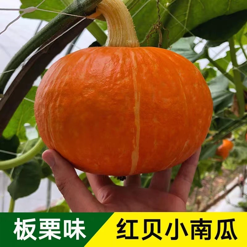 红贝贝南瓜种子春秋四季绿红面瓜板栗味粉糯香甜栗小南瓜蔬菜种子