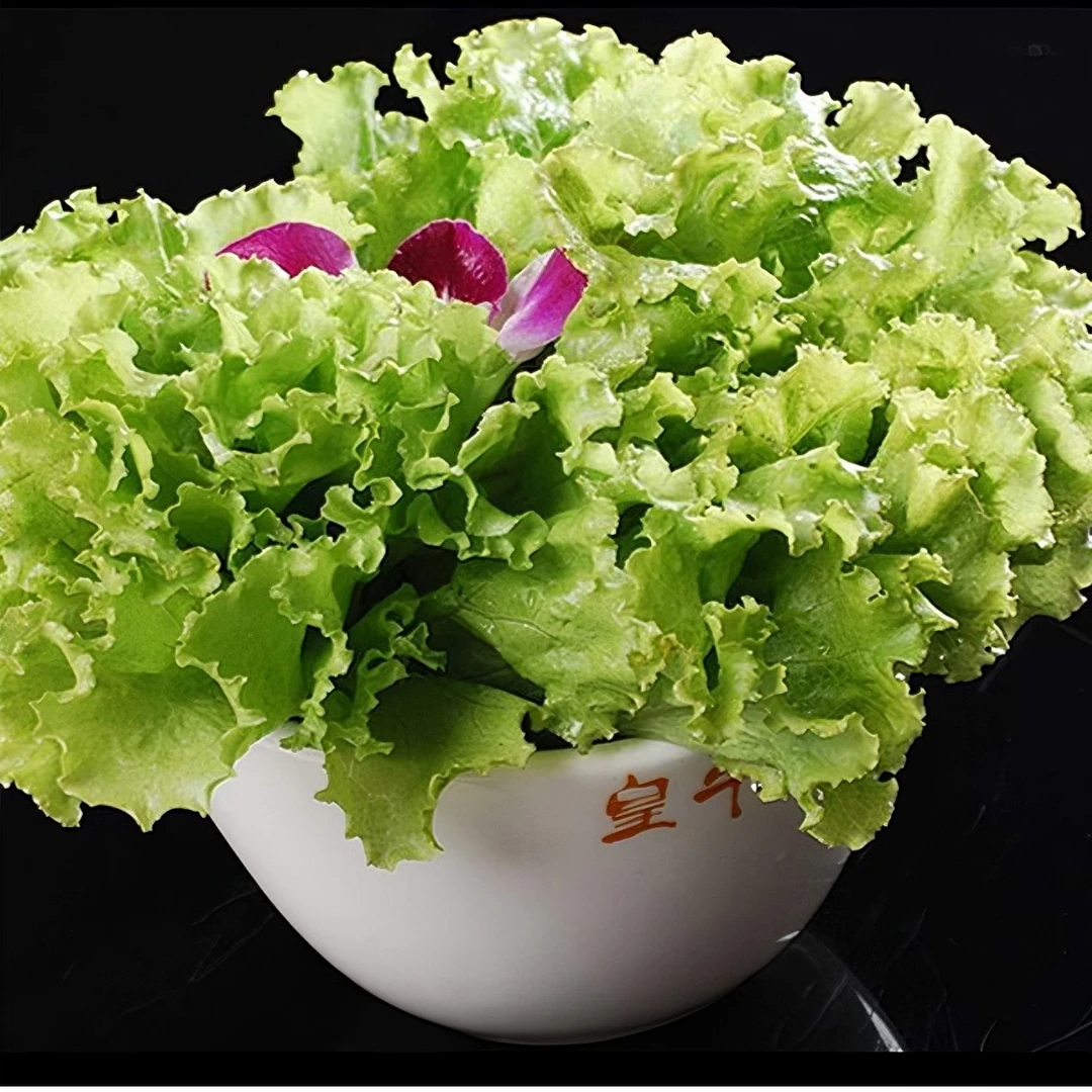 四季意大利生菜种子脆嫩生吃生菜种籽小院阳台四季种植的蔬菜种孑