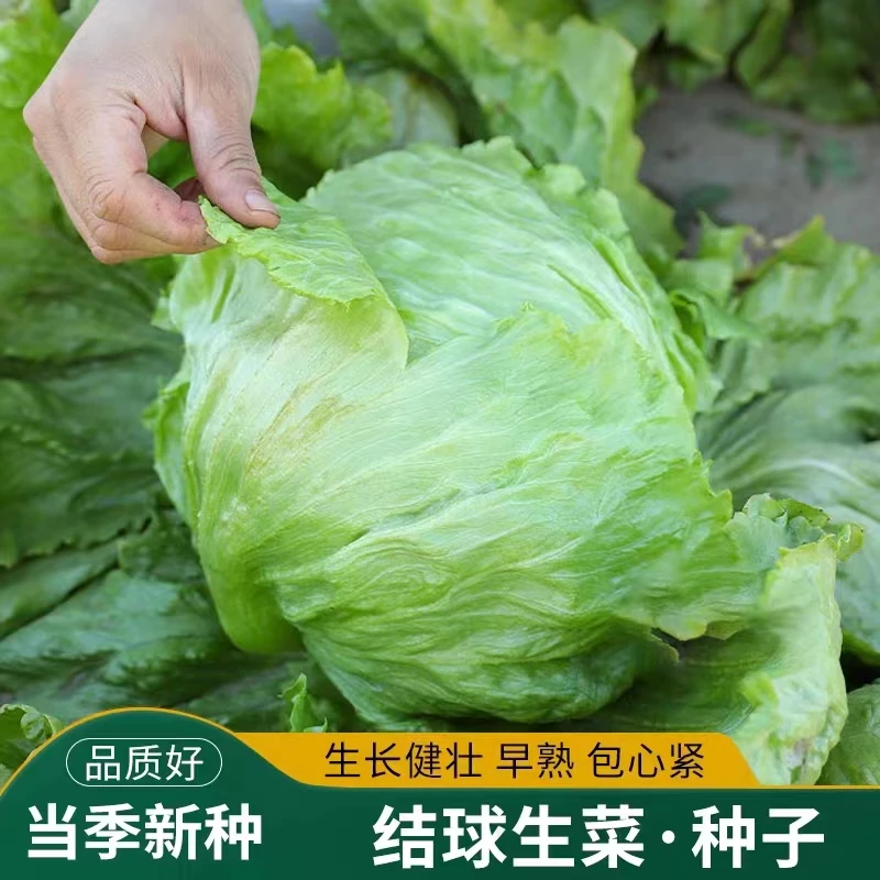结球生菜种子球形生菜种四季球型卷心圆包心生菜种孑阳台小院盆栽