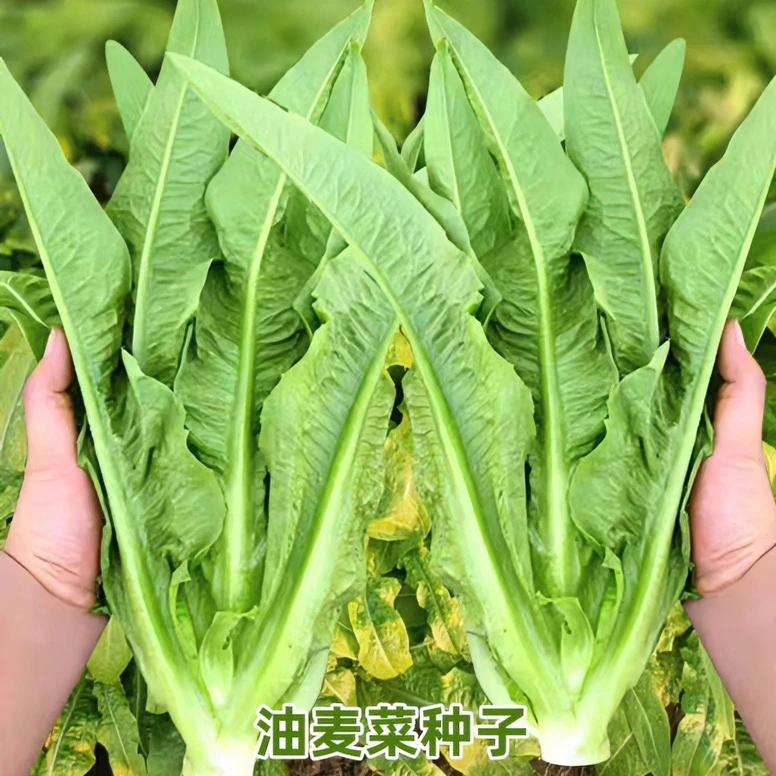油麦菜种子春秋四季播种青菜阳台盆栽田园高产红叶油麦菜蔬莱种子