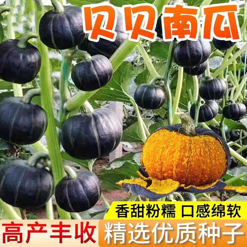 贝贝南瓜种子春秋四季绿红面瓜板栗味粉糯香甜栗小南瓜窝菜种子