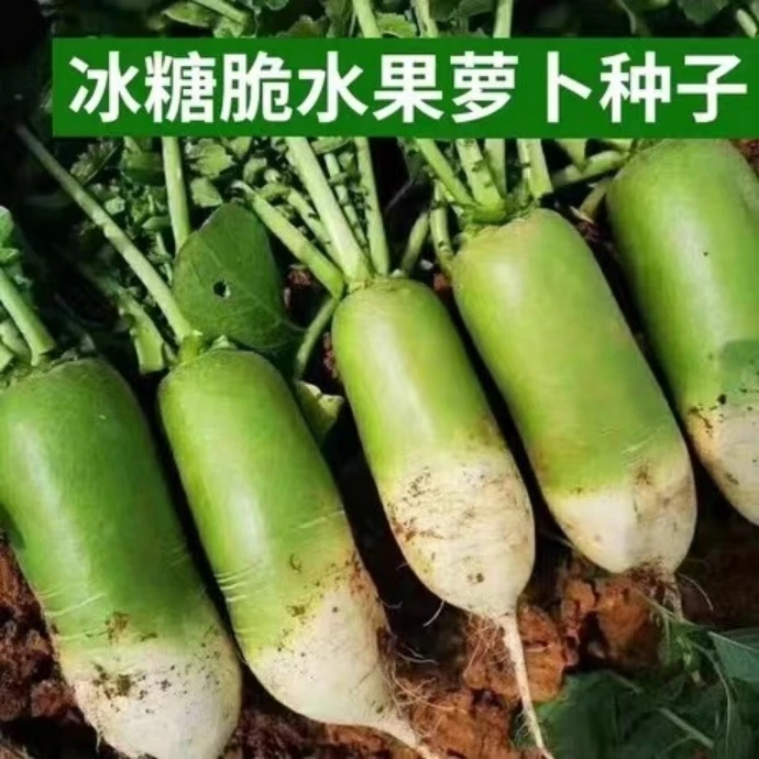 冰糖水果萝卜种子生吃脆甜农家蔬菜种四季播种阳台盆栽绿萝卜种籽
