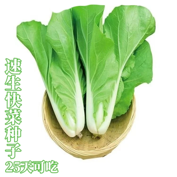 25天速生快菜种子 高产四季奶油小白菜阳台易播种耐热抗病蔬菜种