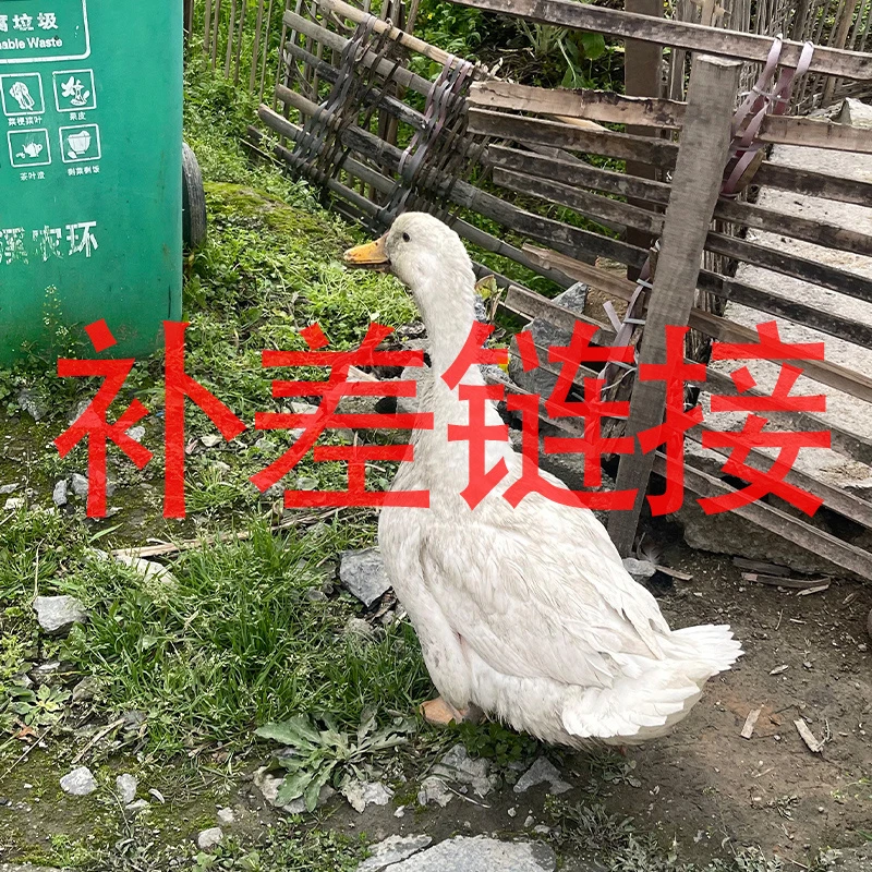 【补差链接】农特产20g