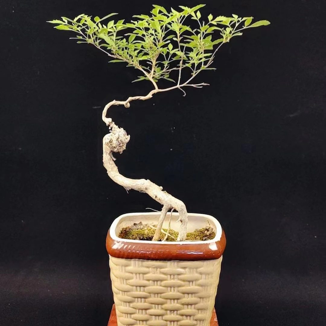 盆景绿植黄荆好养易活植物