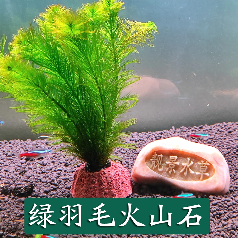 绿羽毛火山石水草狐尾草鱼缸造景定制环阴性植物净水造氧红羽毛
