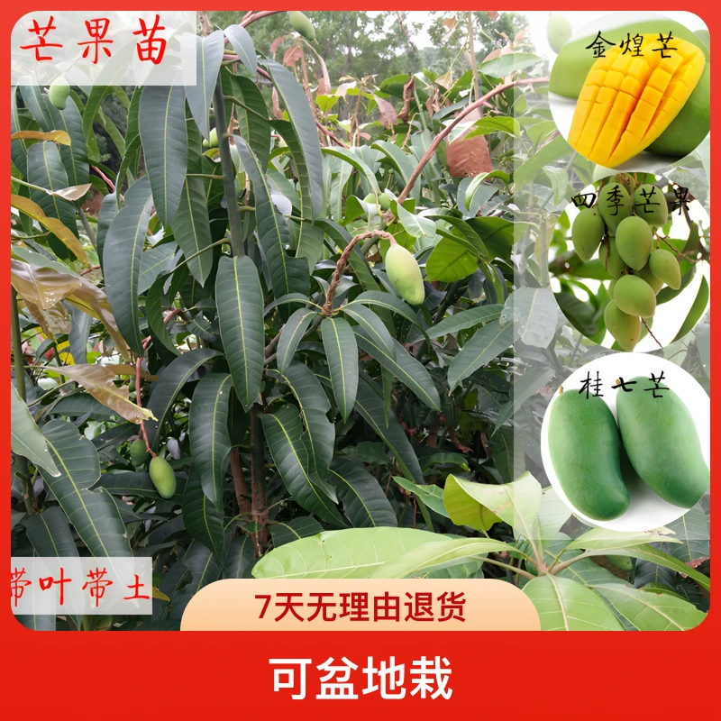 铭焕园林芒果四季蜜芒桂七芒金煌芒南方种植可盆地栽当年结果包邮