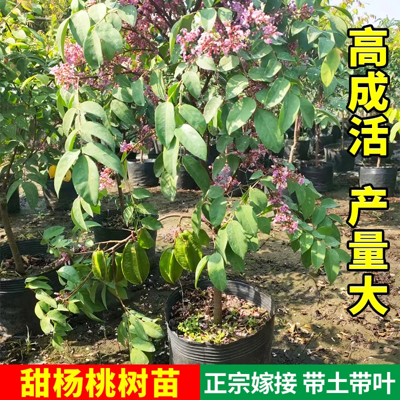 甜杨桃树苗果苗四季甜杨桃苗嫁接四季结果可地栽盆栽带土易成活