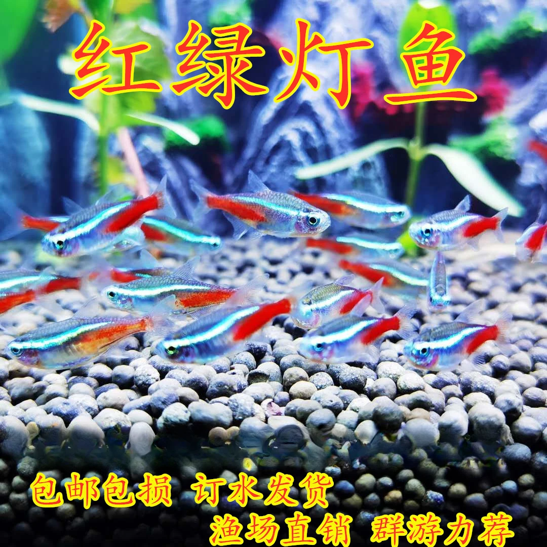 红绿灯鱼小型热带淡水鱼灯科鱼草缸群游鱼活体水族鱼苗观赏鱼喂食