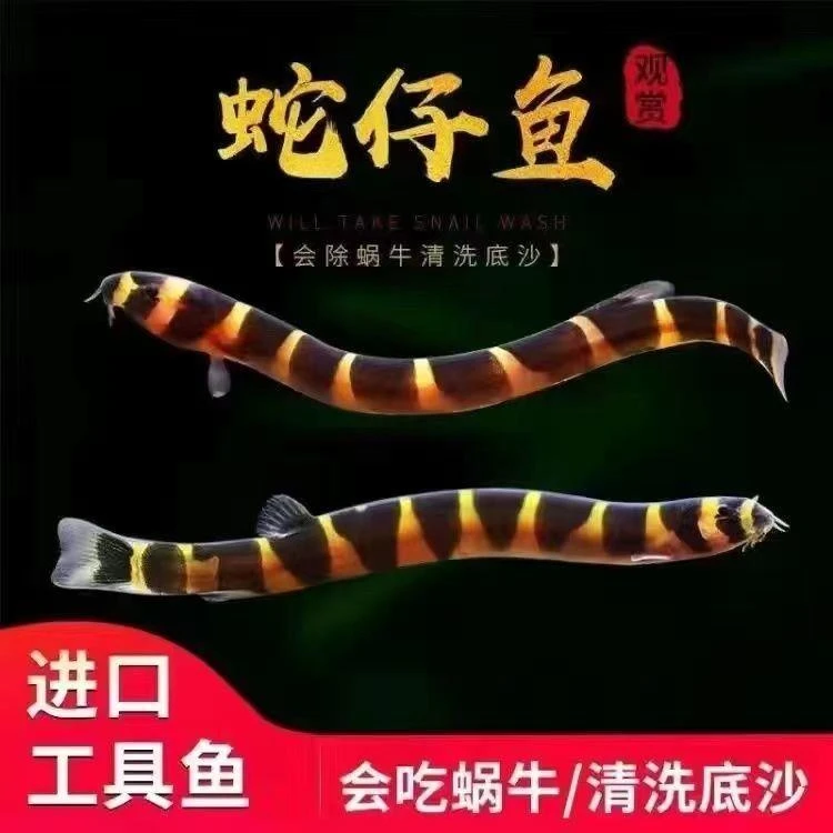 蛇仔鱼苦力泥鳅观赏鱼热带鱼除蛋白虫涡虫虾缸搭档清洁鱼易养鱼