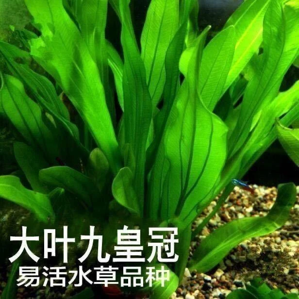 特价水草绿九冠鱼缸水族箱鱼缸造景淡水活体阴性草沉木造景植物