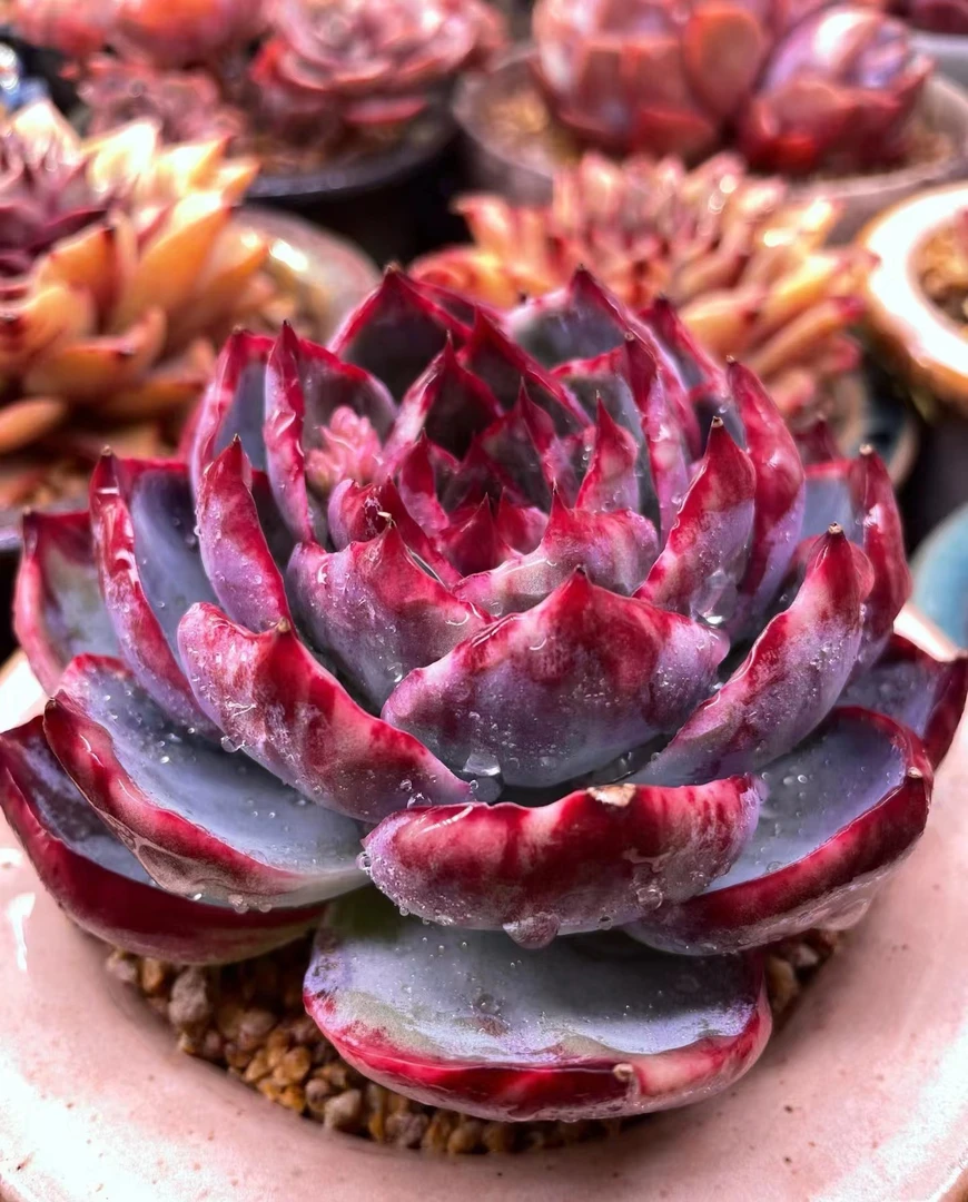 满18元包邮精美多肉正版白饺子2颗（以直播间展示为准）