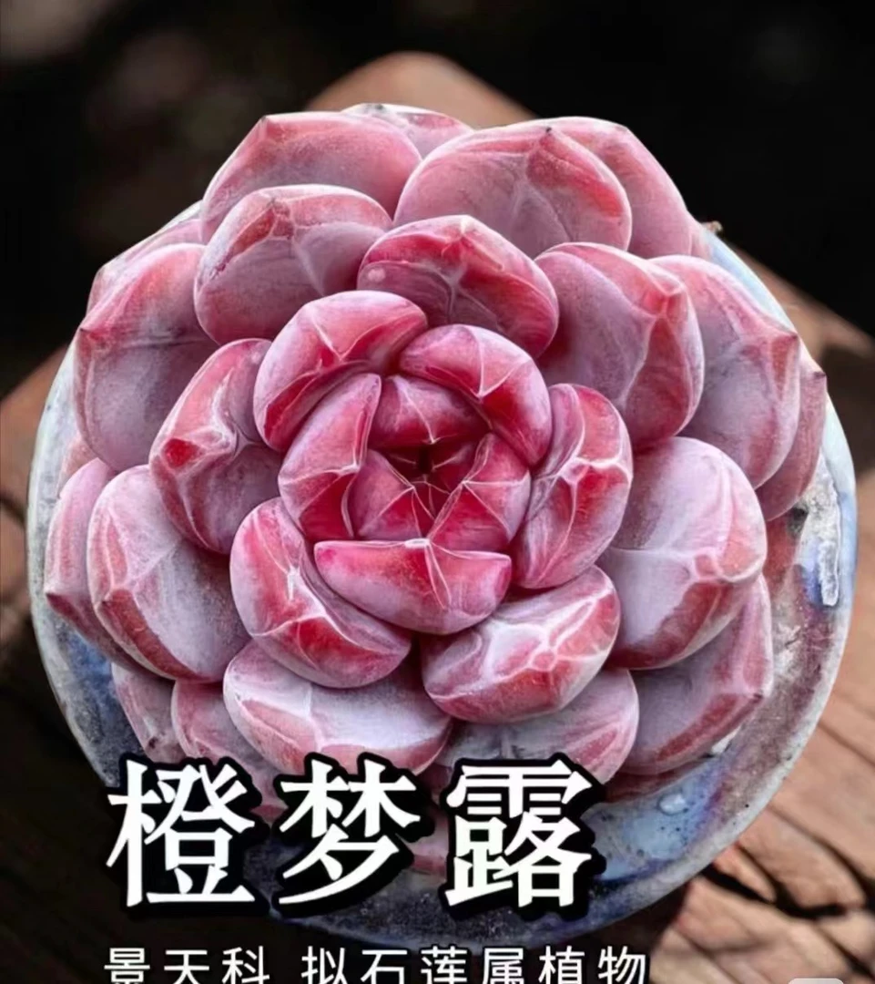 满18元包邮精美多肉熊童子土球72颗（以直播间展示为准）