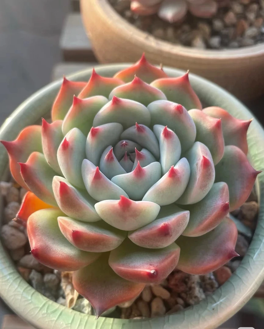 吉娃娃群2颗   满18包邮（以直播间展示为准）