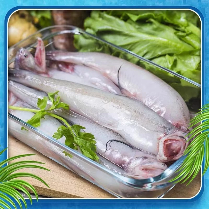 【小林生鲜】野生海捕龙头鱼（1.5kg）冰鲜鲜嫩肉质紧实全疆包邮