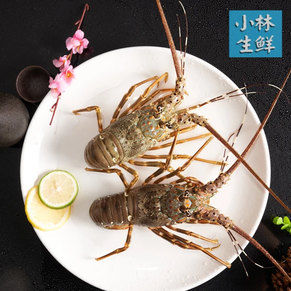 【小林生鲜|新疆包邮】小青龙虾新鲜海鲜3只 【同城速达】