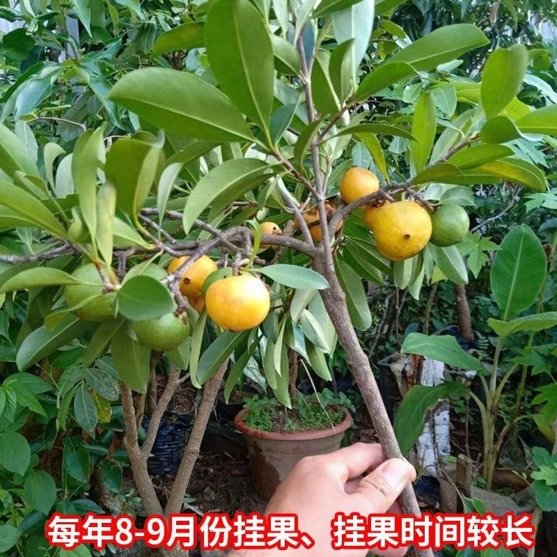正宗苗岭南黄金正宗嫁接苗盆栽地栽正宗树苗南方新鲜南方水果苗