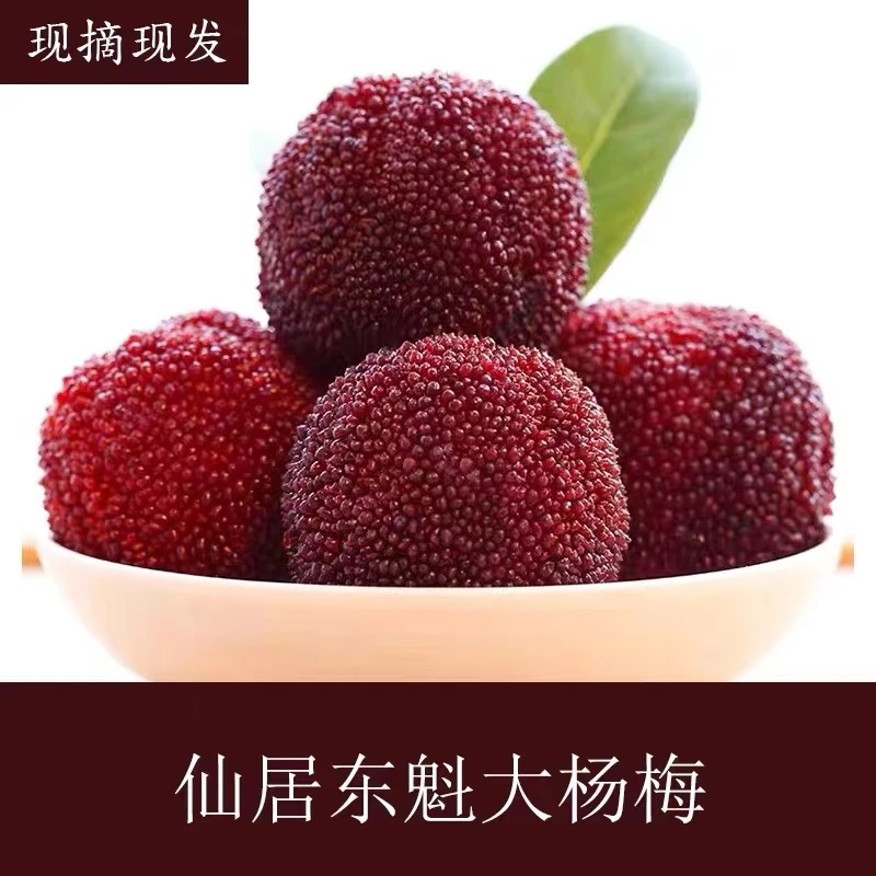 卢意杨梅基地9A东魁杨梅鲜果现采现摘颗粒包装个大肉厚