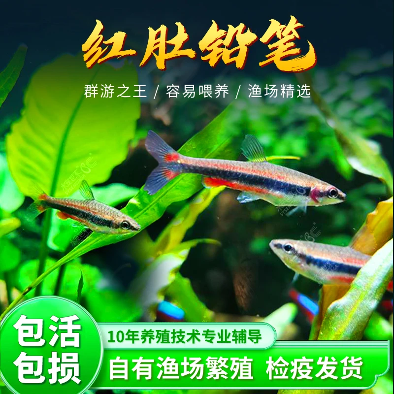 红肚铅笔鱼活体红背铅笔鱼紫焰铅笔火焰铅笔活体除吃丝藻热带观赏
