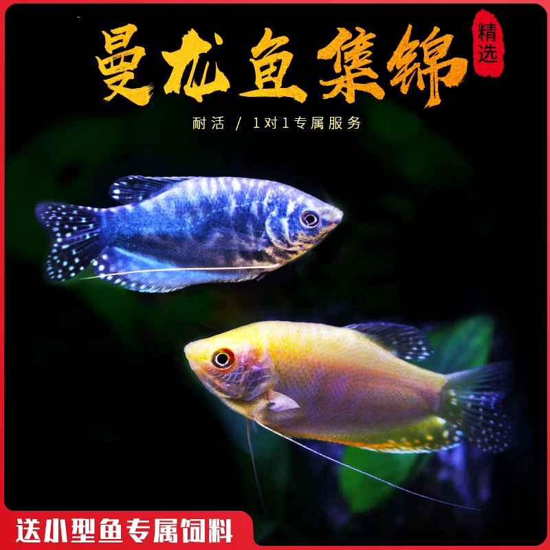 【直播优惠】黄蓝曼龙鱼五彩丽丽黄金马甲球珍珠马甲热带观赏鱼活体