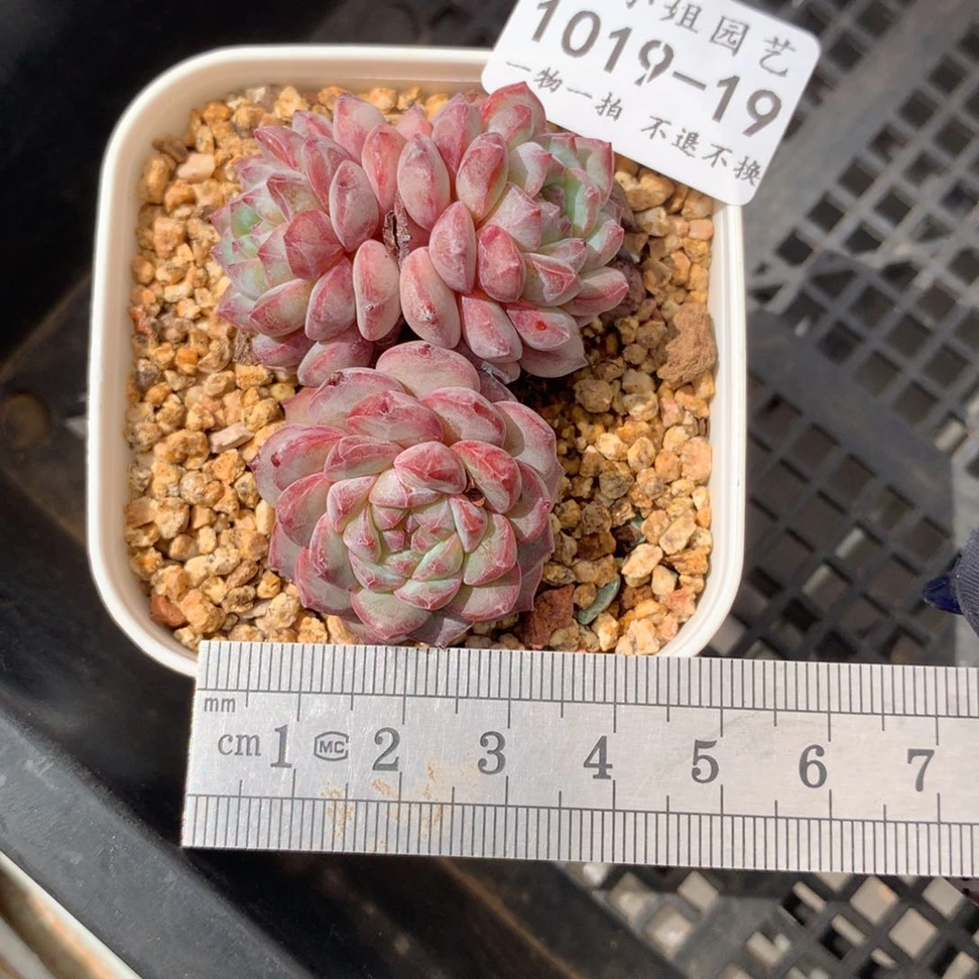 19。金雀。一物一拍。