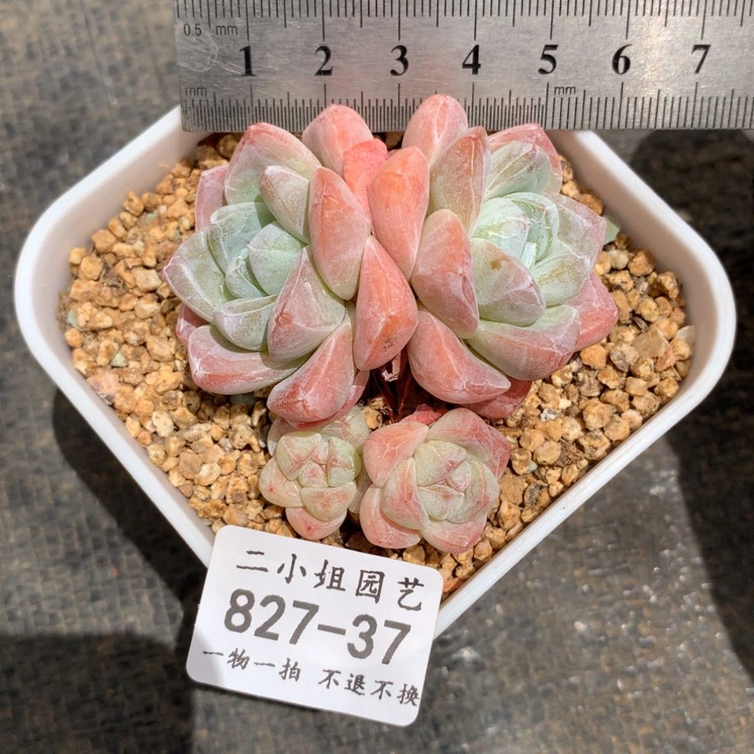 37。四头趴地飘枝冰玉。